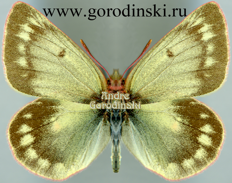 http://www.gorodinski.ru/pieridae/Colias cocandica cocandica.jpg